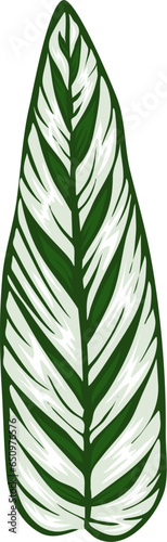 marantaceae species plant eps file vector illustration