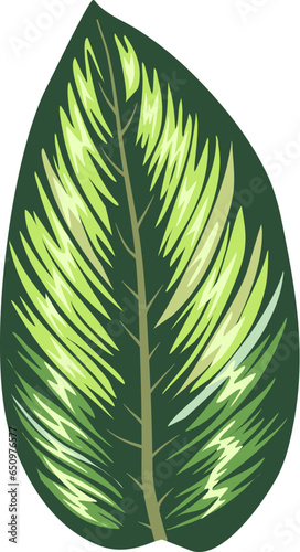 marantaceae species plant eps file vector illustration photo