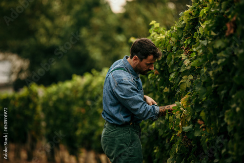 Hard working male farmer harvesting fresh grapes in the vineyard.