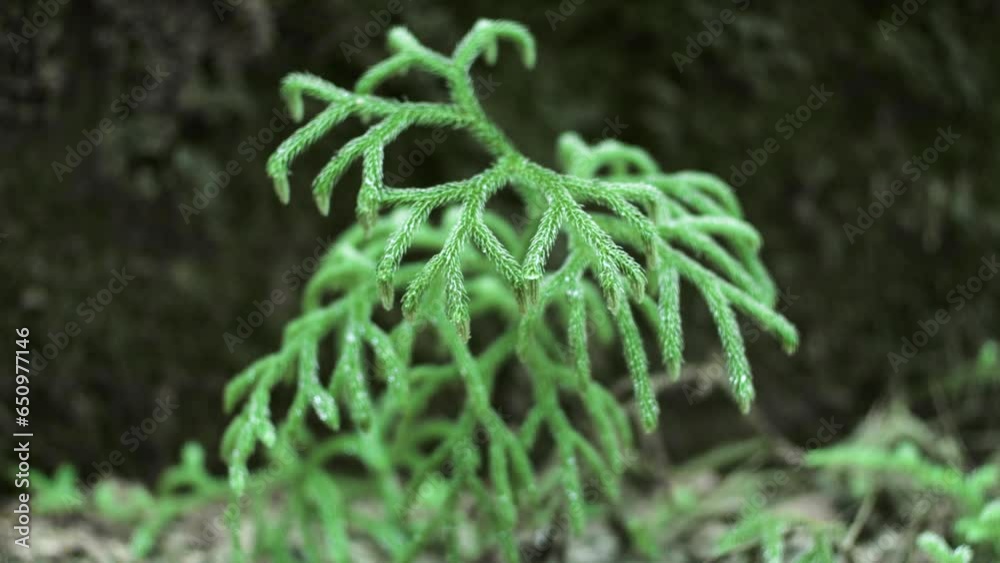 Ancient ferns are ferns that do not have true roots and leaves. This