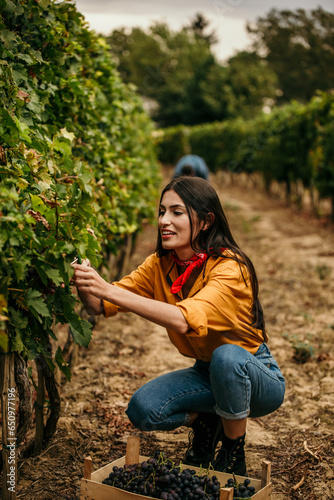 A Latin woman in traditional vineyard attire expertly picking grapes in the warm glow of the vineyard.