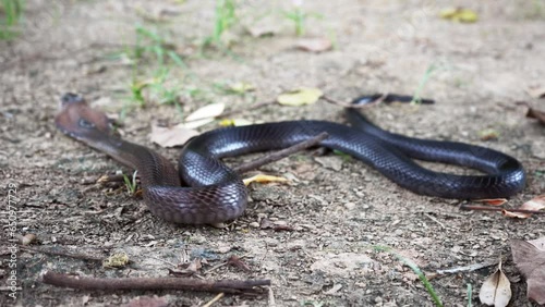 Venomous snake dangerous. Brown Banded Cobra (Naja fuxi) on the ground with grass are creeping out of the frame in nature mountain forest of Thailand. photo