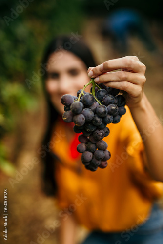 Dedicated female Latin farmer harvesting grapes and showing it as a small business concept.