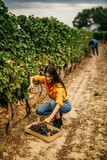 In the soft glow of the vineyard, a woman carefully fills her baskets with plump, sun-kissed grapes ready for the winemaking process.