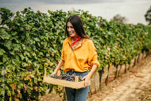 In the soft glow of the vineyard, a woman carefully fills her baskets with plump, sun-kissed grapes ready for the winemaking process.