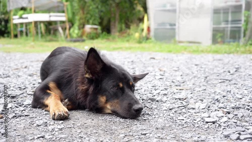 Mongrel black brown dog resting on gravel floor at front yard.