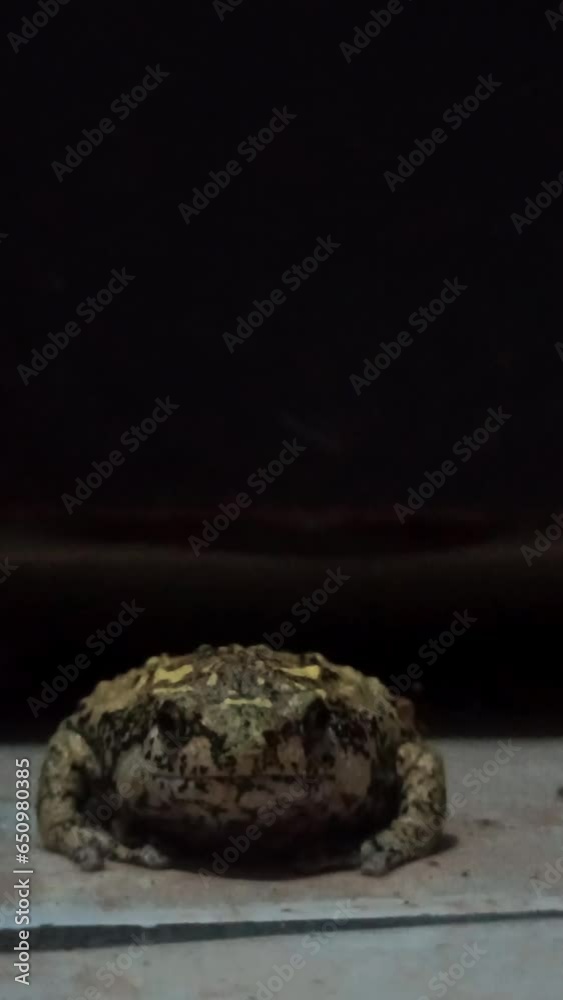 a frog with very nice colors a frog with very nice colors