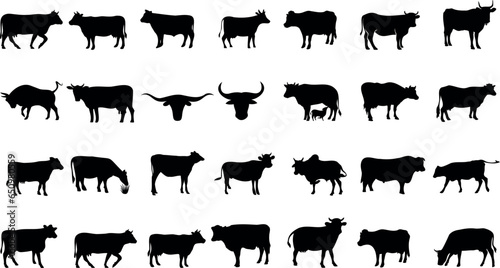 vaches, taureau , illustration vectorielle. Collection unique de différentes races de vaches en noir et blanc, parfait pour les projets d’agriculture et de lait