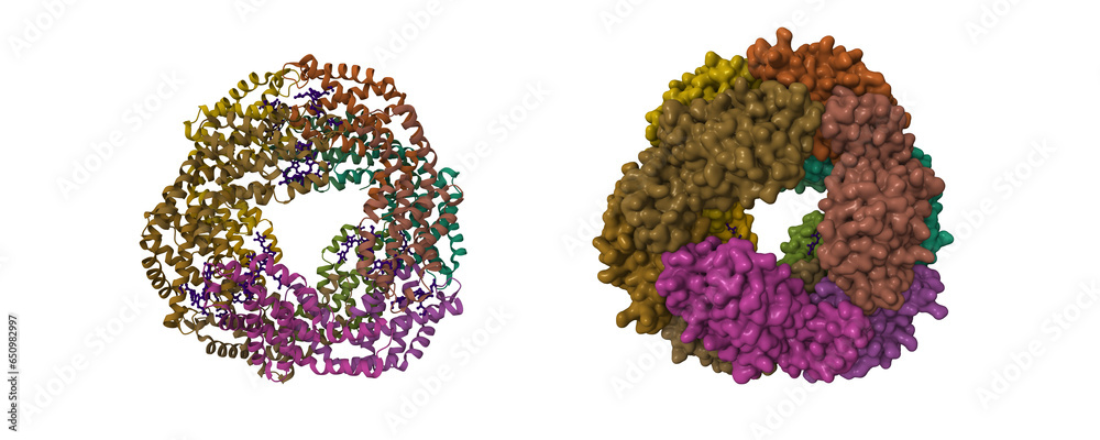 Structure of allophycocyanin, a light-harvesting protein from Gloeobacter violaceus. 3D cartoon and Gaussian surface models, PDB 2vjt