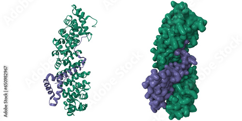 Transcription factor SOX2 (purple) bound to importin-alpha 3 (green). 3D cartoon and Gaussian surface models, PDB 6wx8