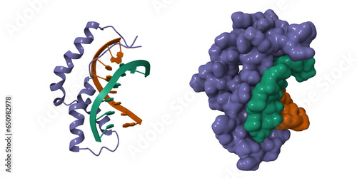 Structure of human SRY-DNA complex. 3D cartoon and Gaussian surface models, PDB 1hrz