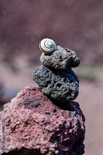 Little snake on volcanic rock, volcanite of the extinct volcano Vulcanul Racos, volcano Racos, near Racos in Brasov County, Transylvania, Romania photo