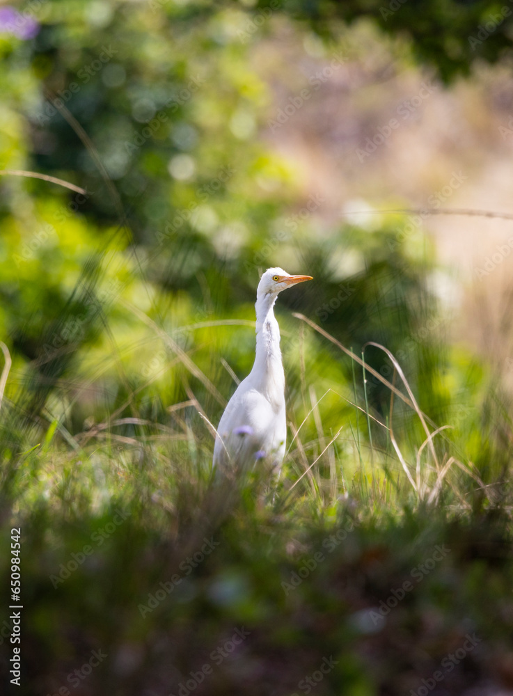 Great Egret or Common Egret seen near water bank in natural habitat, New South Wales, Australia Great Egret or Common Egret seen near water bank in natural habitat, New South Wales, Australia
