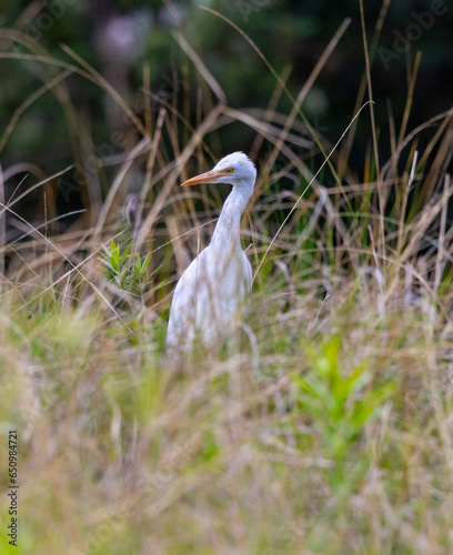 Great Egret or Common Egret seen near water bank in natural habitat, New South Wales, Australia © hyserb