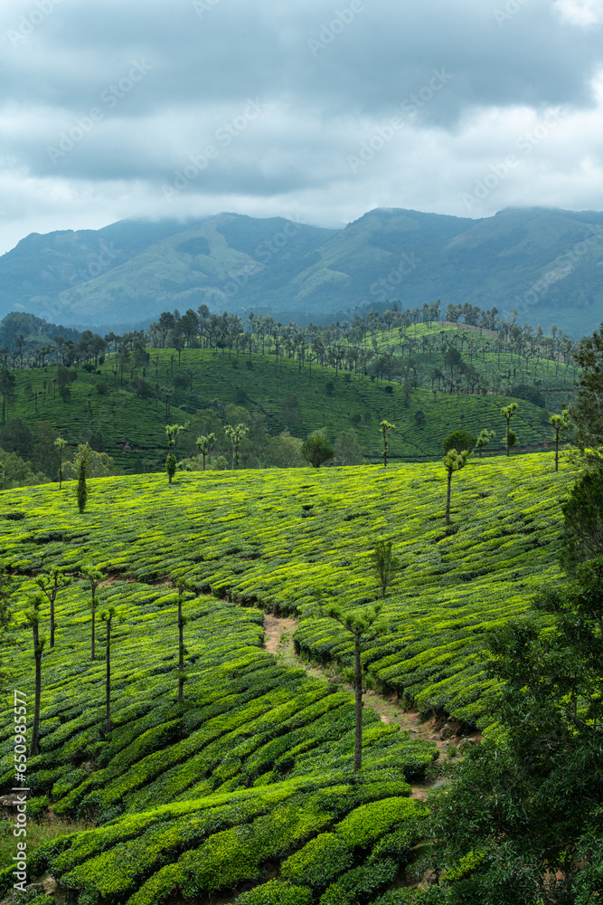 Tea Plantation, Munnar, Kerala, India.