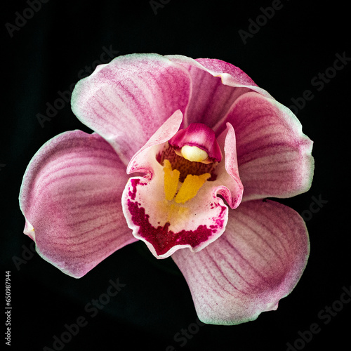 蘭
シンビデューム
Cymbidium
Orchid
KOHEI TAKE ©︎ TAKE PHOTO All RIGHT RESERVED photo