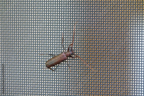 Tile-Horned Prionus Beetle close up shot photo