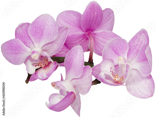 Pink Phalaenopsis  flowers  on  isolated background with clipping path. Closeup. For design.   Transparent background.   Nature.
