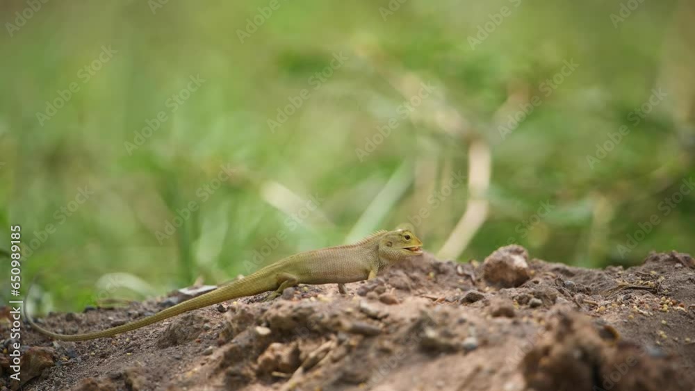 tree lizard , chameleon ,Photographer watching in the forest tree lizard , chameleon ,Photographer watching in the forest