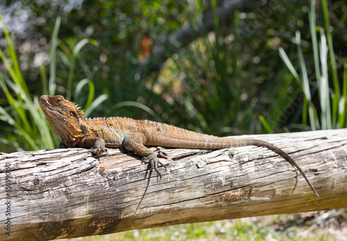 Close up of an Eastern Water Dragon in it s native habitat in Queensland  Australia