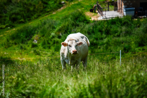 2023 06 25 RecoaroTerme cow grazing in the alps