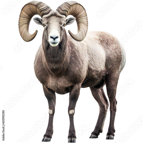 Wild big horned sheep isolated on transparent
