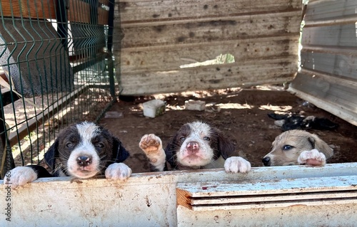 group of puppies. Puppy shows its paw.