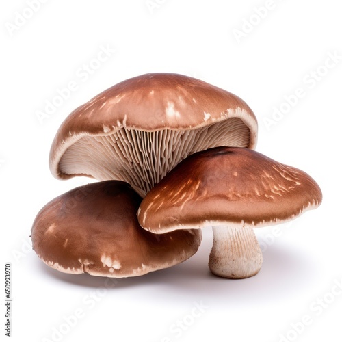 Shiitake mushrooms isolated on a white background