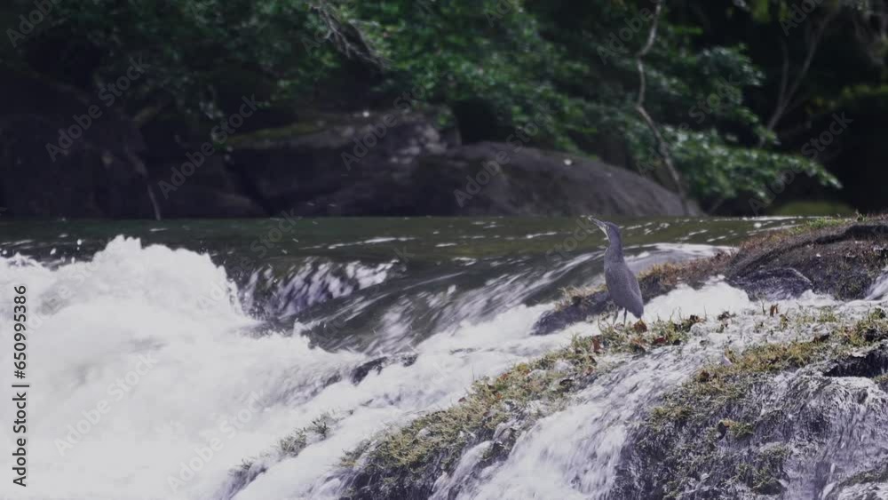 Faciated tiger heron in it's prime hunting habitat