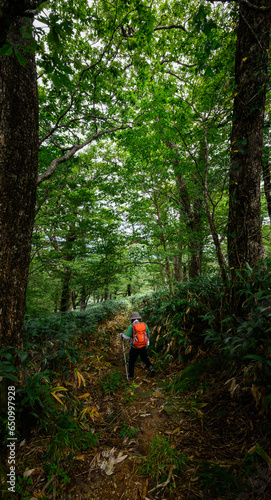 夏山の登山道を歩く一人の登山者