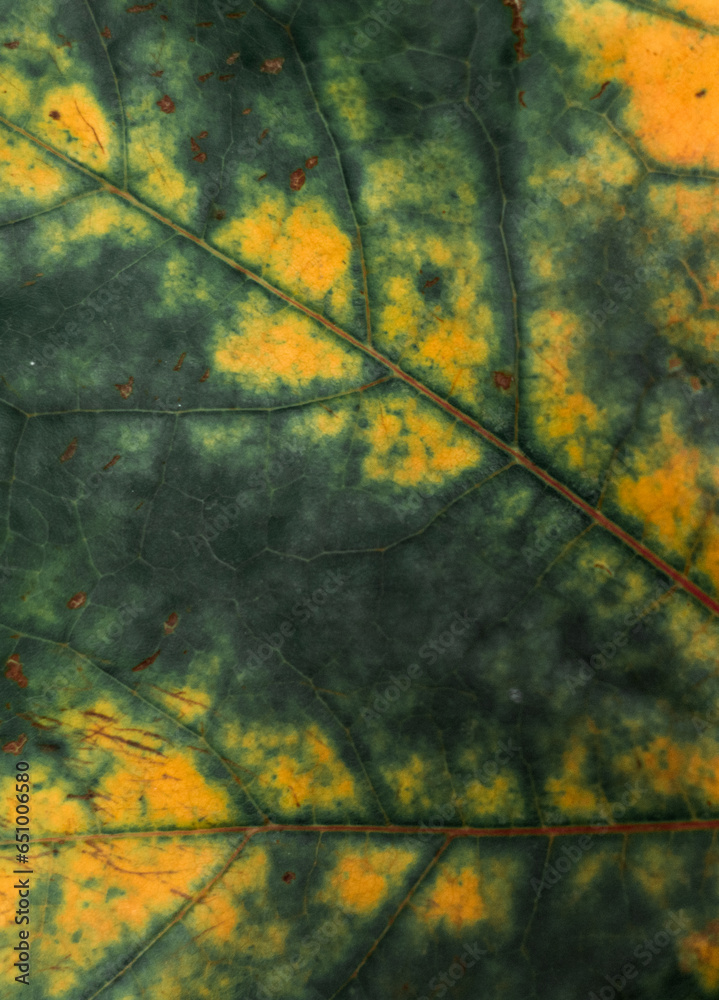 autumn maple leafs texture, aesthetics, background, closeup, natural texture, foliage, autumn mood, dark green, yellow autumn maple leafs texture, aesthetics, background, closeup, natural texture, foliage, autumn mood, dark green, yellow