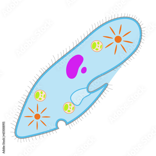 Paramecium caudatum on a white background.