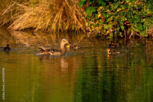 Mother duck and ducklings on a pond