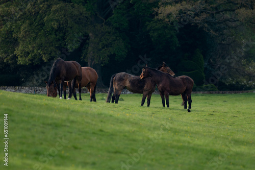 Horses in a field