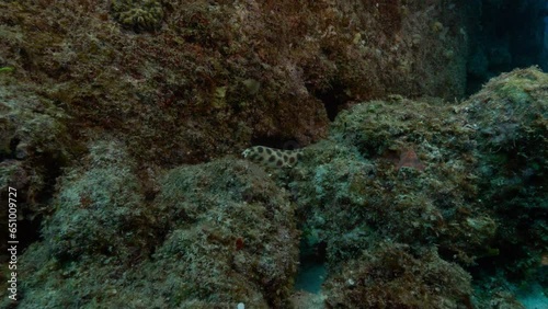 A mesmerizing spotted snake eel gracefully swims up an underwater volcanic rock.