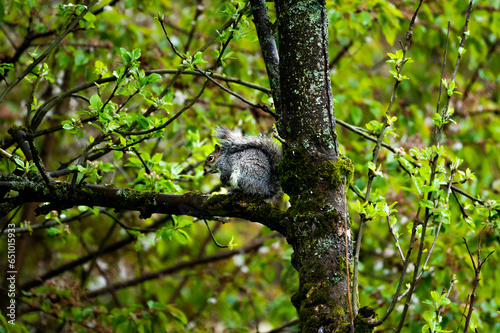 Squirrel on tree