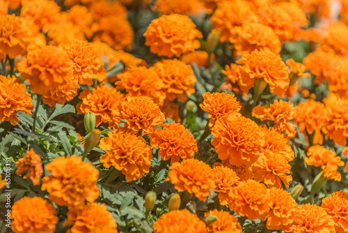 Close-up of beautiful marigold blossoms in the city park. © Robert Stedman