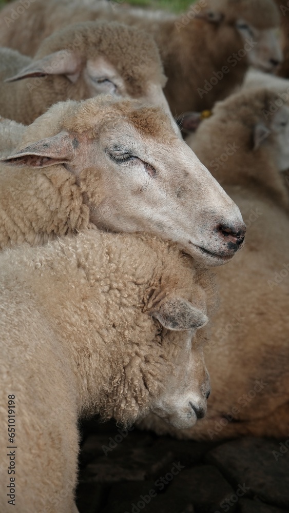 Sheep lies relaxed on grass with background mountain. Sheep lies relaxed on grass with background mountain.