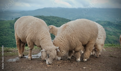 A group of sheep eating in the field.