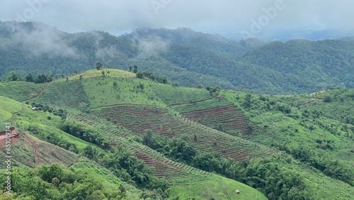 Beautiful agriculture field on Doi Chang mountain, Chiang Rai, Thailand.