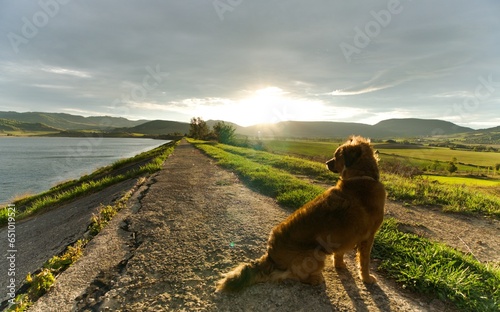 Sheepdog alone on a dam with his back facing a lake and green fields at sunset with cloudy sky.