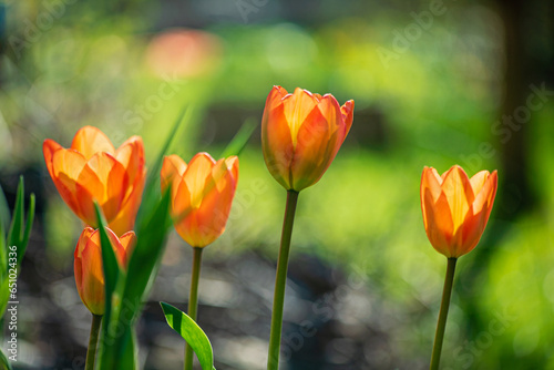 nice tulips in the garden