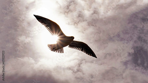 Fotografija Seagull in the sky
