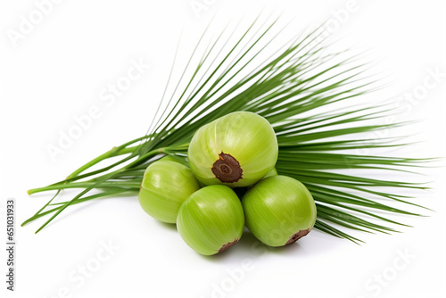 Saw Palmetto On White photo