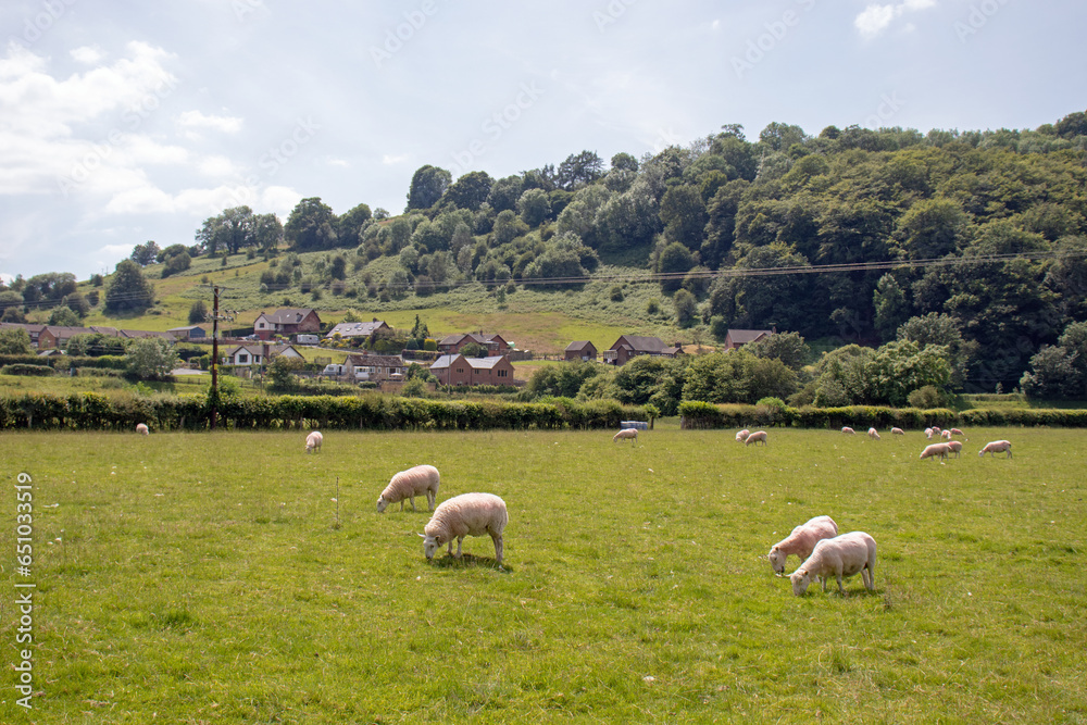 Obraz premium Sheep in the Summertime meadow