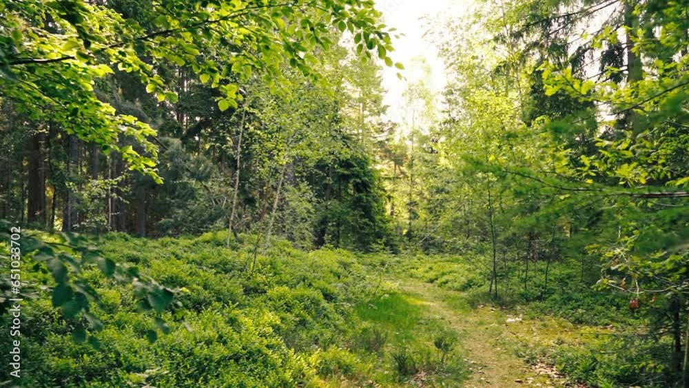 narrow forest path leads first to bushes and then to wide magical path lit by sun narrow forest path leads first to bushes and then to wide magical path lit by sun