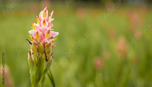 pink flower