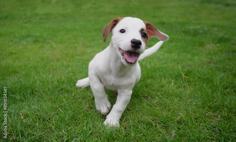 cute Jack russel puppy dog running on green park cute Jack russel puppy dog running on green park