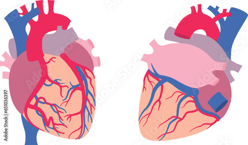 心臓の表裏のイラスト／Illustration of the front and back of the heart