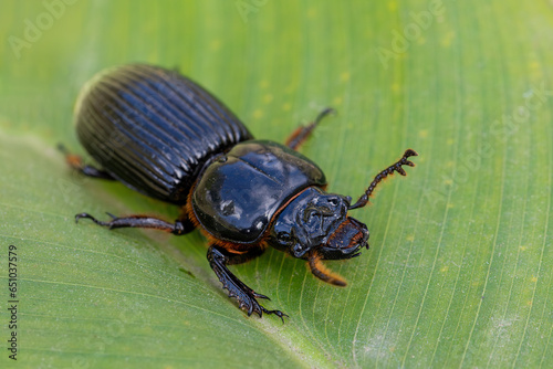 Patent-leather beetle or horned passalus (Odontotaenius disjunctus), insect walking on green leaf, San Gerardo Costa Rica wildlife photo